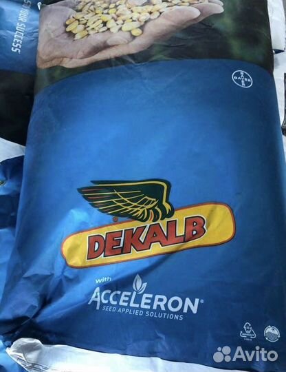 Оригенальные Семена кукурузы монсанто дкс
