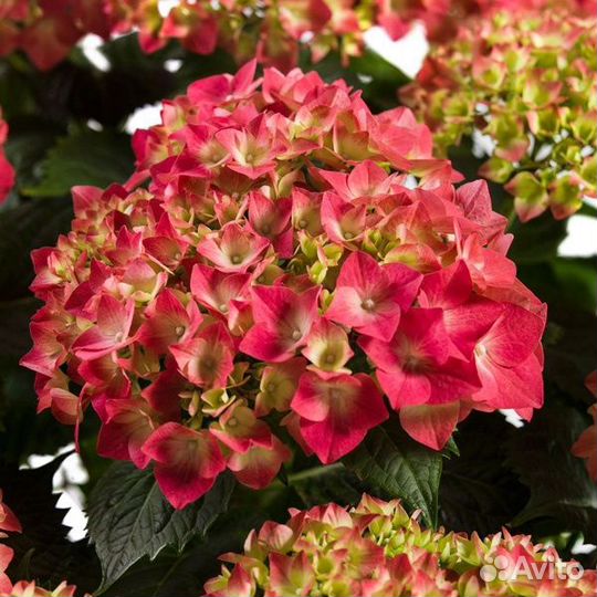 Черенки крупнолистной гортензии