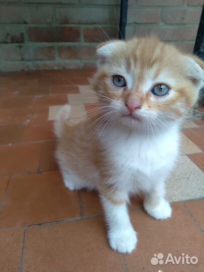 Шотландская вислоухая