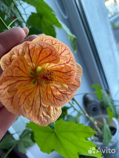 Абутилон домашний клен