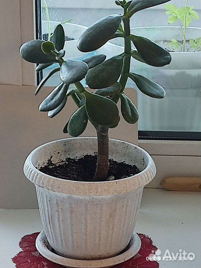 Денежное дерево толстянка крассула