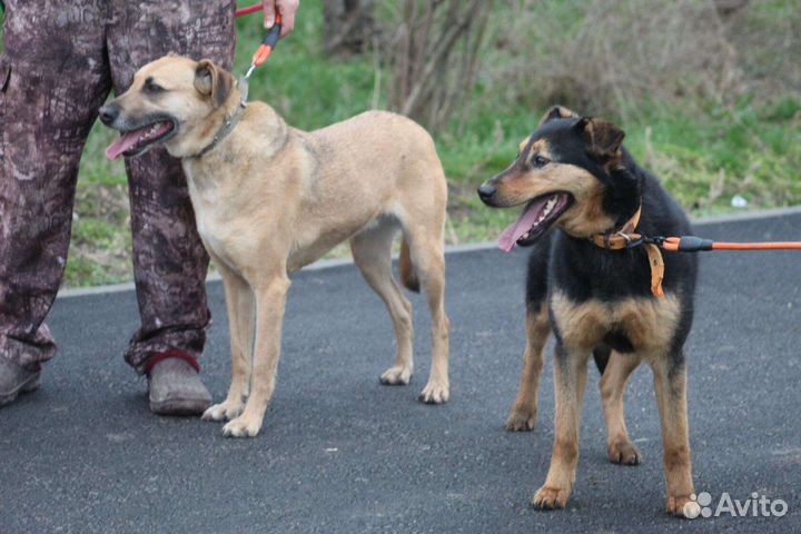 В добрые руки