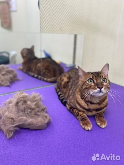 Стрижка собак и кошек виз академ