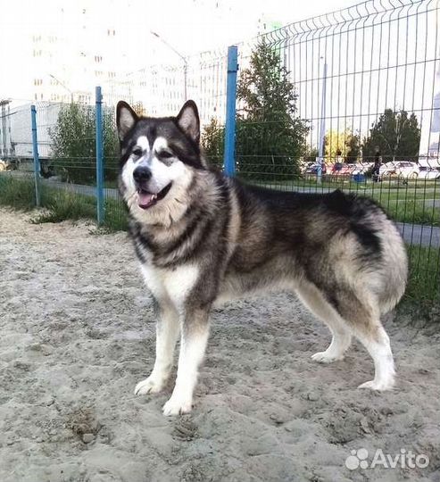 Аляскинский маламут вязка