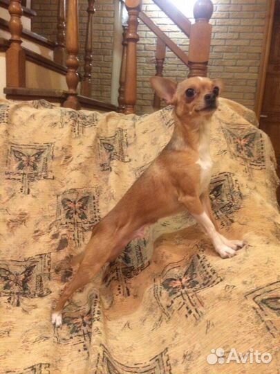 Передержка животных