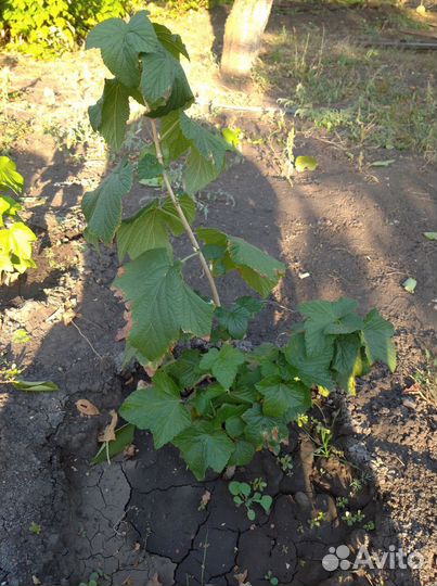 Саженцы черной смородины 150