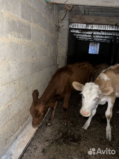 Телята пародистые семиталки 2, местныее 2