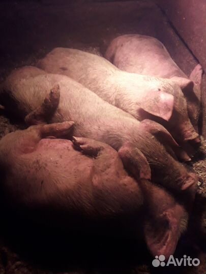 Поросенок ландрас