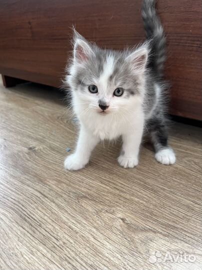 Шотладские котята