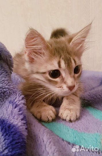 Кошка в дар