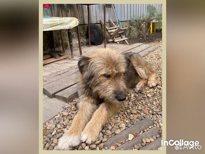 Мудрый мачо в добрые руки