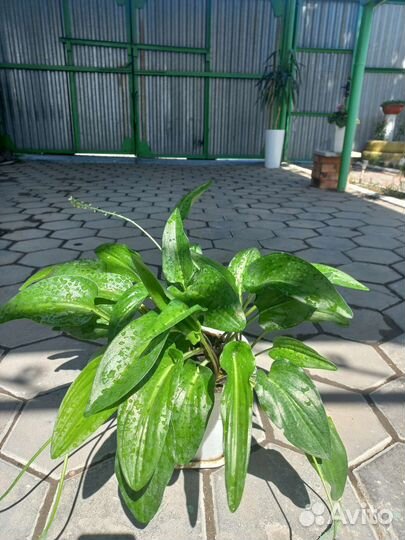 Дримиопсис