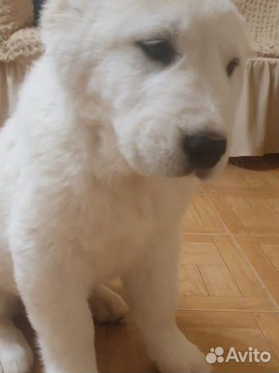 Среднеазиатская овчарка алабай