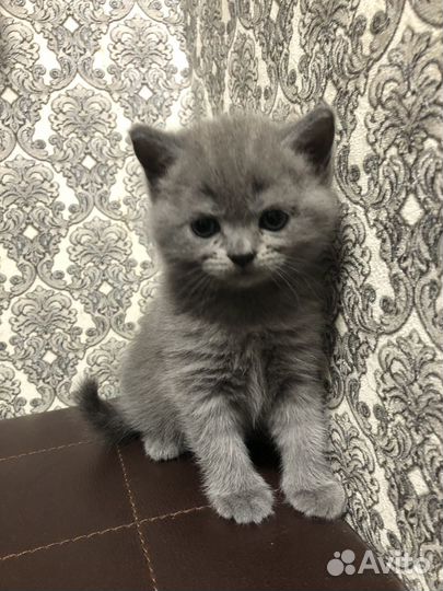 Британские котята