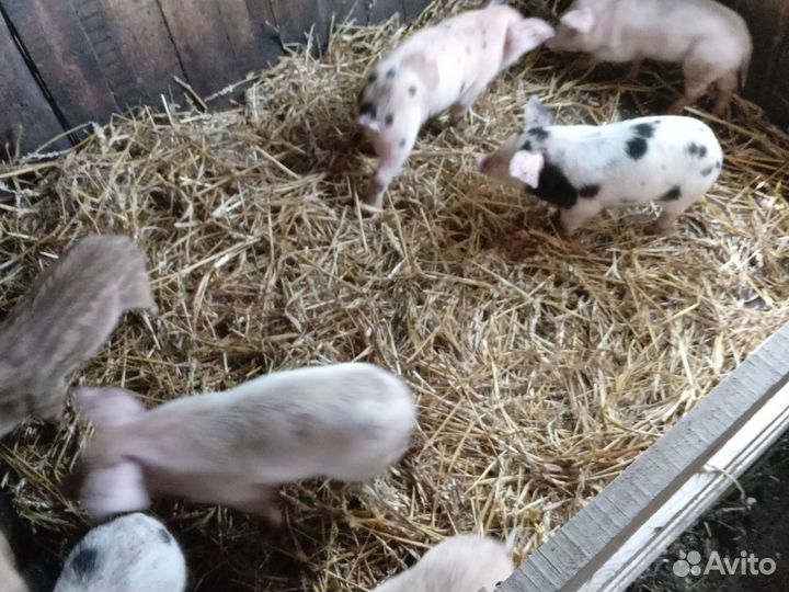 Поросята ландрас