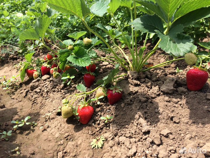 Рассада клубники