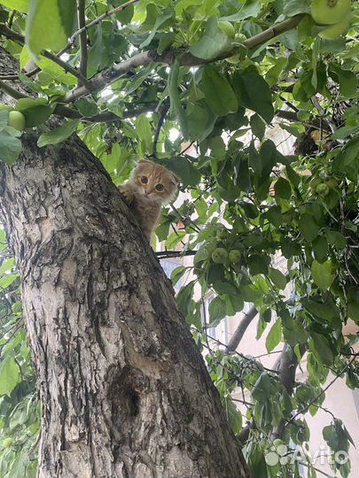 Шотландская