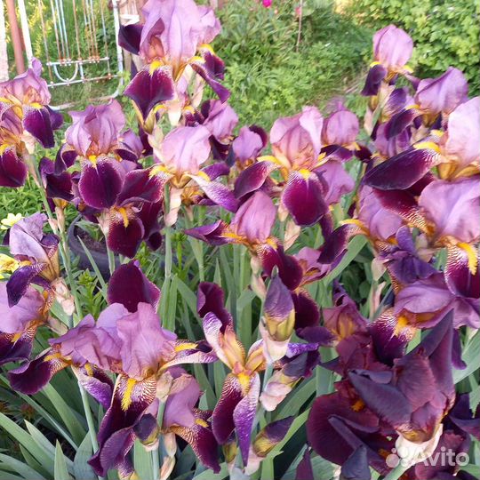 Ирисы бородатые сортовые