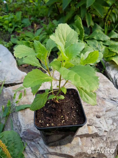 Гортензия древовидная розовая Кандибелле Баблгам