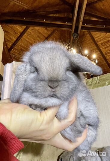 Декоративные карликовые кролики Минилопы