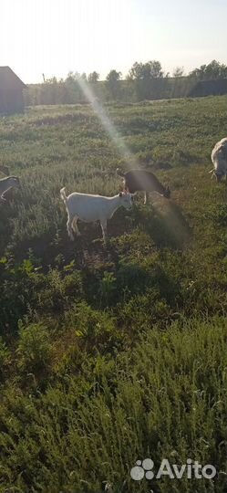 Козы козлята