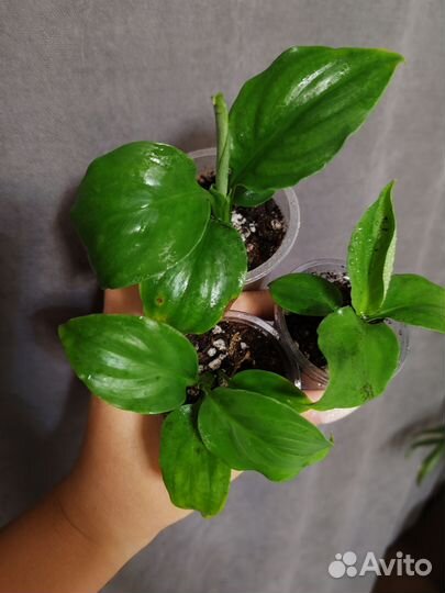 Спатифиллум блек бьюти
