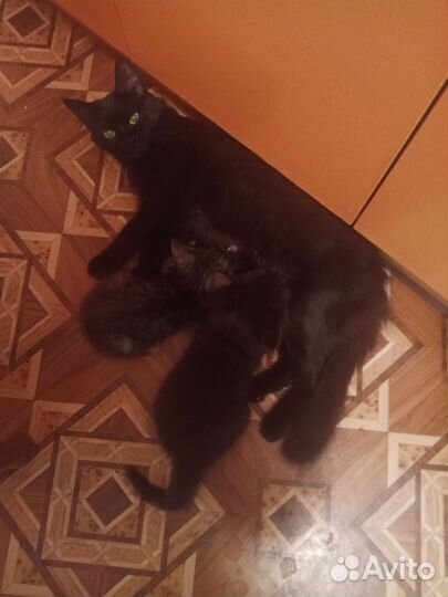 Котята в дар