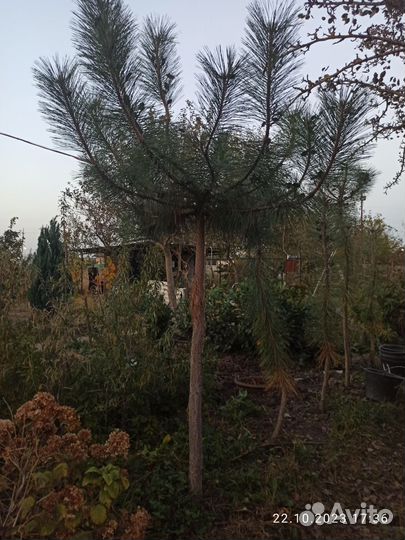 Сосна на штамбе