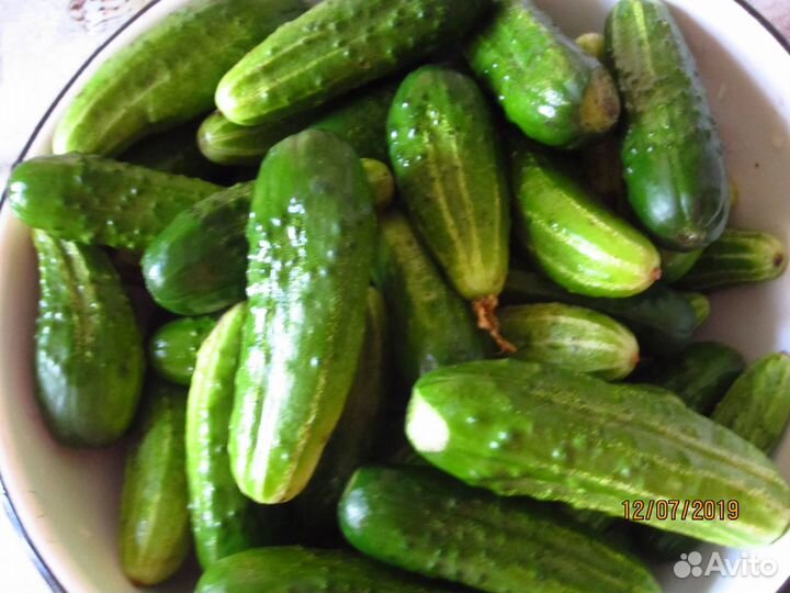 Семена домашних огурцов СССР