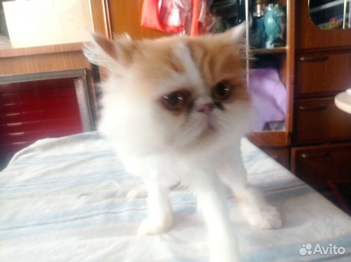 Кот