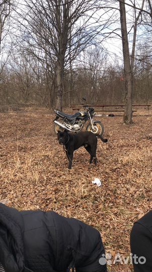 Алано эспаньола. В добрые руки