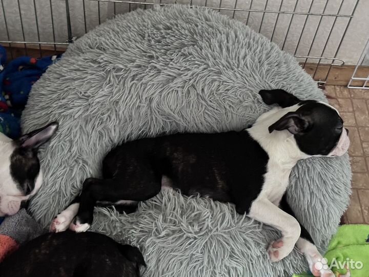 Щенки бостон терьер