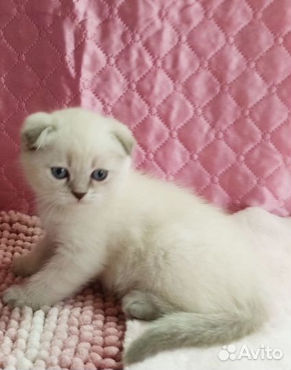 Продаются котята Скоттш- фолд