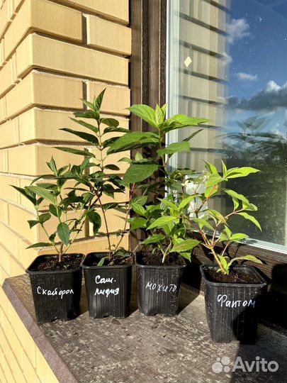 Саженцы гортензии метельчатой