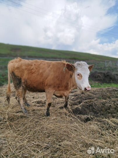 Корова на мясо