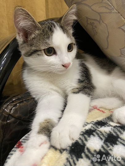 Котенок мальчик