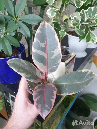 Домашние растения