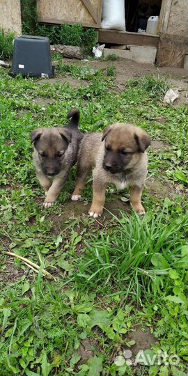 Собака в добрые руки отдам бесплатно