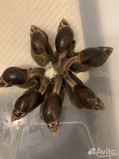 Улитки ахатины подростки и малыши