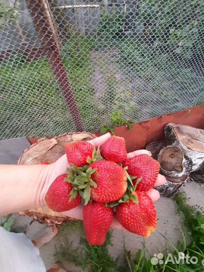 Рассада клубники и земляники элитных сортов