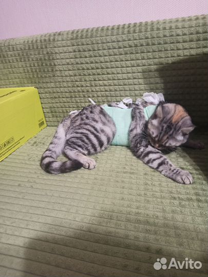 Кошка в добрые руки