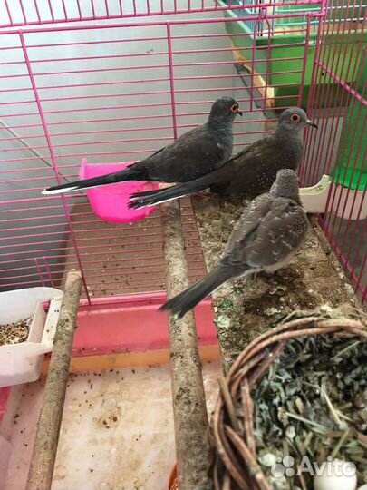 Бриллиантовая Горлица