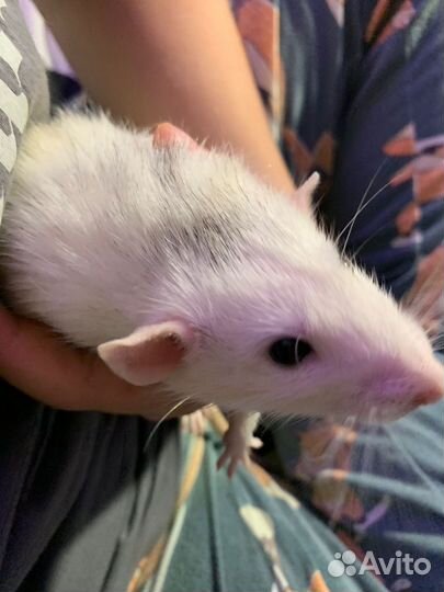 Крыса рекс/дамбо
