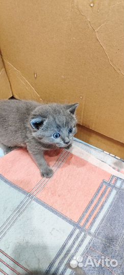 Котята британцы