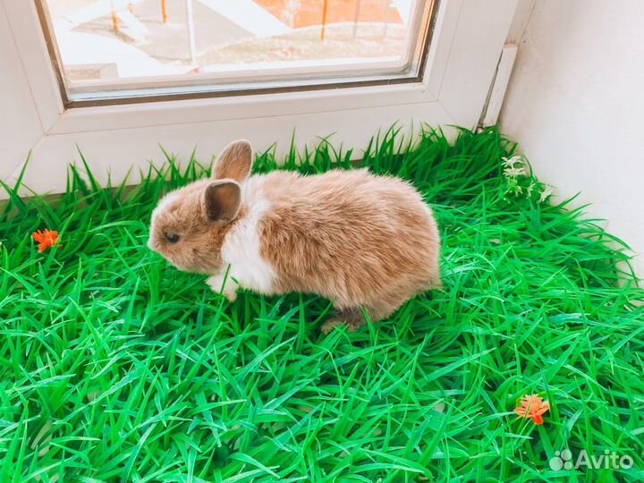 Карликовый кролик мини очень редкий