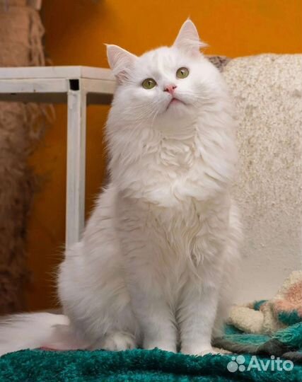 Кеша ищет дом