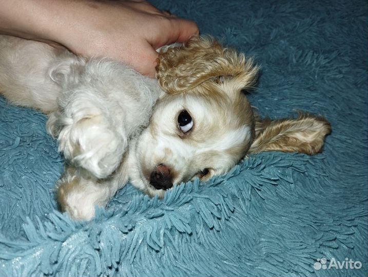 Американский кокер спаниель