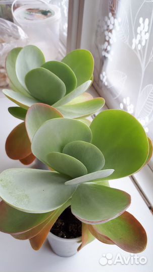 Отдам бесплатно суккуленты