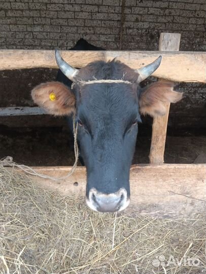 Коровы на мясо
