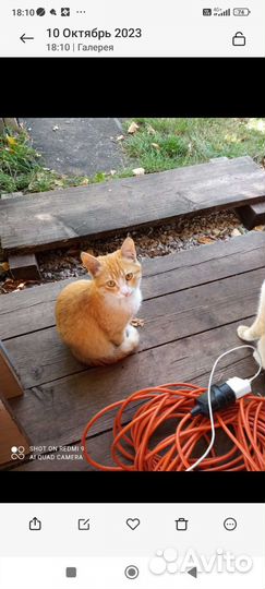 Рыжий котенок